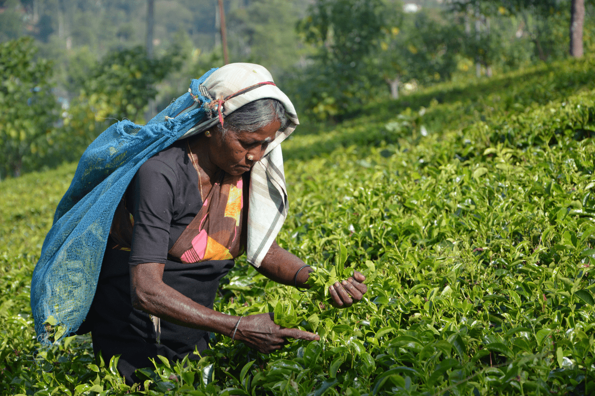 Poznaj tajemnice uprawy herbaty: Gdzie rośnie najlepsza herbata na świecie?