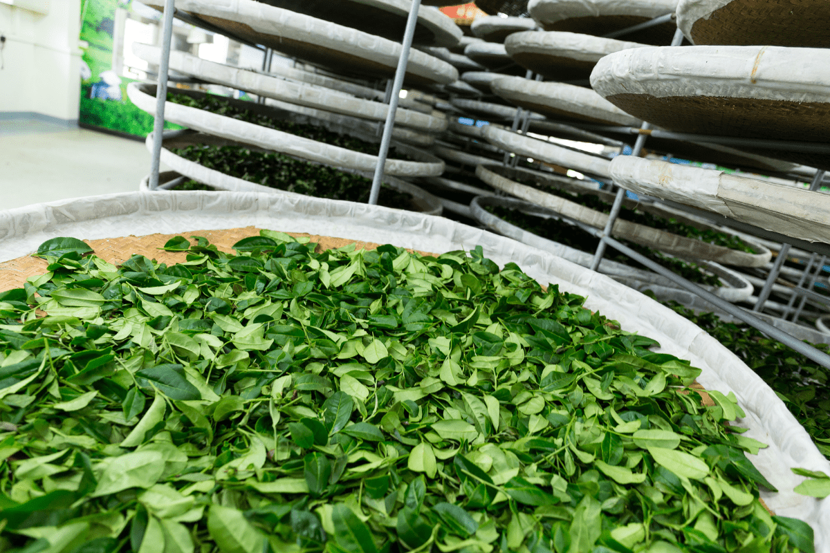 Oksydacja czy fermentacja – jakie zmiany przechodzi herbata w procesie produkcji?