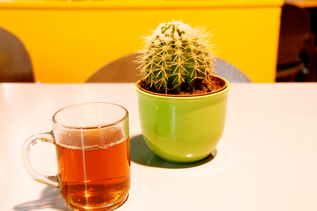 Zielona herbata sencha kaktusowa: Aromatyczne przebudzenie w filiżance