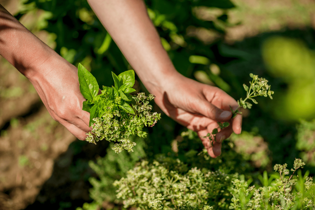 Idealna ziemia dla ziół: Jak przygotować podłoże do uprawy w ogrodzie?