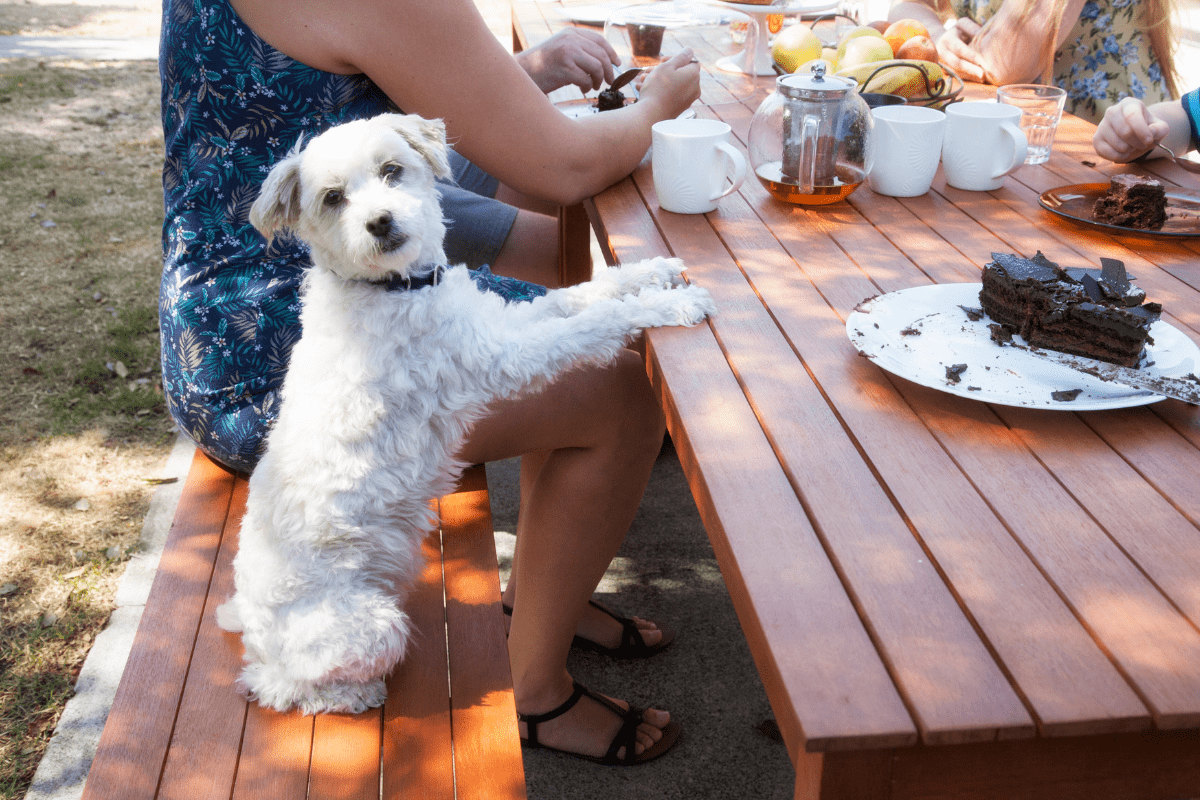 Czy pies może pić herbatę? Odpowiadamy
